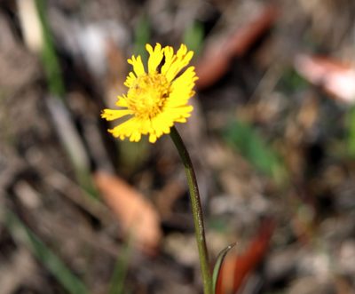 Helenium vernale, photographed by Lauren McLaurin