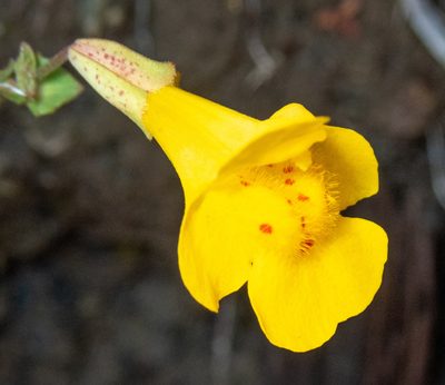 Erythranthe microphylla, photographed by Don Loarie