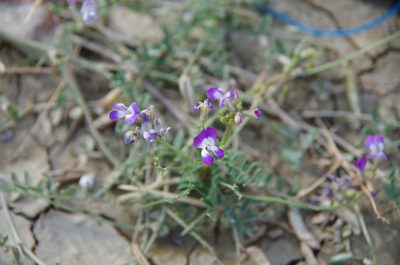Astragalus emoryanus, photographed by Eric Knight