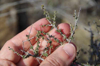 Krameria ramosissima, photographed by Eric Knight
