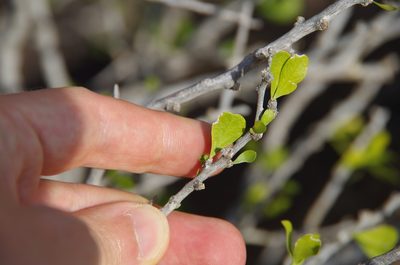 Schaefferia cuneifolia, photographed by Eric Knight