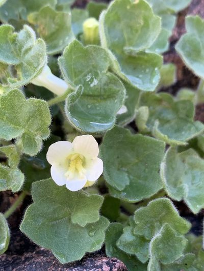 Mabrya acerifolia, photographed by Kenzie Anderson-Bell