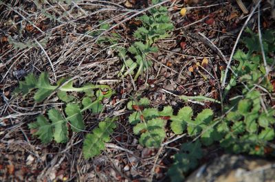 Acourtia runcinata, photographed by Eric Knight