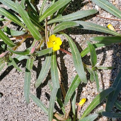 Camissoniopsis pallida, photographed by Dan Horowitz