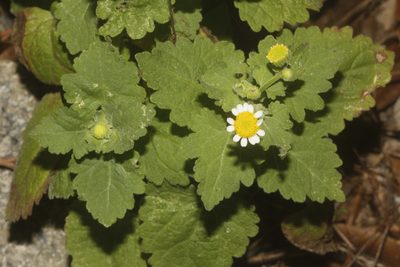 Perityle microglossa, photographed by Juan Cruzado Cortés