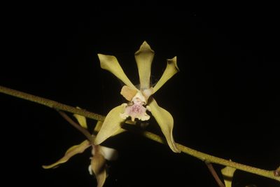 Encyclia belizensis, photographed by Juan Cruzado Cortés