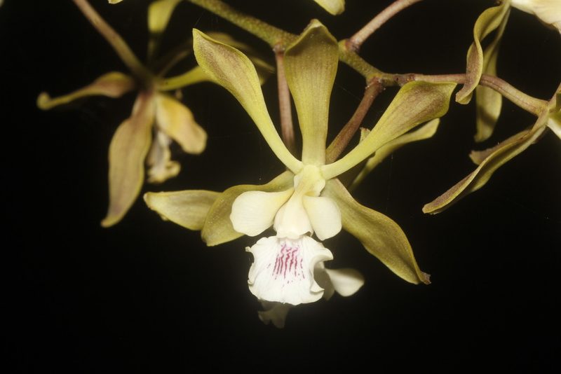 Encyclia belizensis, photographed by Juan Cruzado Cortés