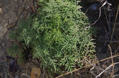Ambrosia confertiflora, photographed by Eric Knight