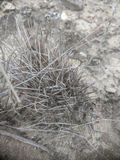 Sclerocactus brevihamatus, photographed by Eric Knight