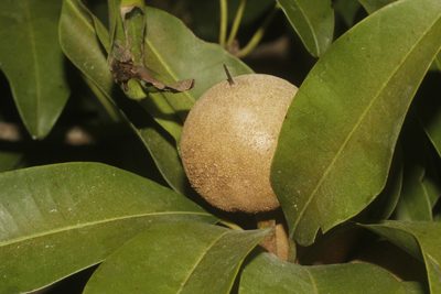 Manilkara zapota, photographed by Juan Cruzado Cortés