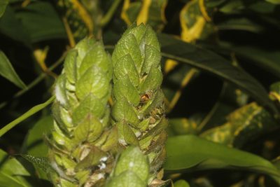 Tetramerium nervosum, photographed by Juan Cruzado Cortés