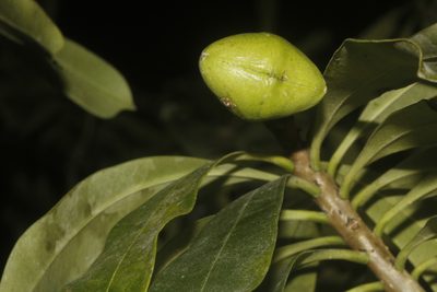 Cascabela gaumeri, photographed by Juan Cruzado Cortés