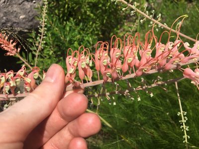 Grevillea dryandri, photographed by Thomas Mesaglio