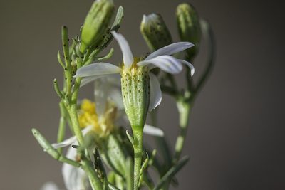 Thymophylla concinna, photographed by Craig Martin