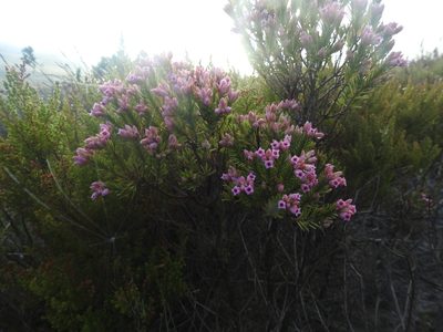 Erica taxifolia, photographed by Matthew Fainman