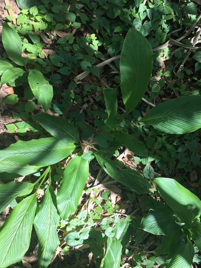 Curcuma australasica, photographed by Thomas Mesaglio