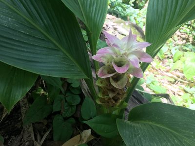 Curcuma australasica, photographed by Thomas Mesaglio