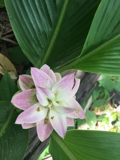 Curcuma australasica, photographed by Thomas Mesaglio