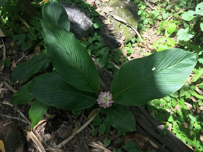 Curcuma australasica, photographed by Thomas Mesaglio