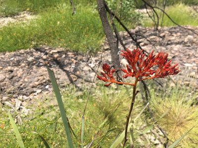 Haemodorum coccineum, photographed by Thomas Mesaglio