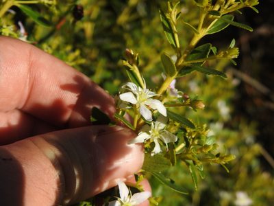 Agathosma crenulata, photographed by Matthew Fainman