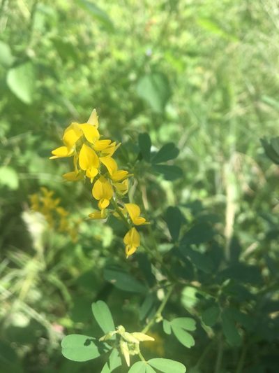 Crotalaria medicaginea, photographed by Thomas Mesaglio