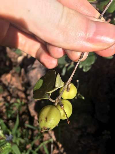 Petalostigma quadriloculare, photographed by Thomas Mesaglio