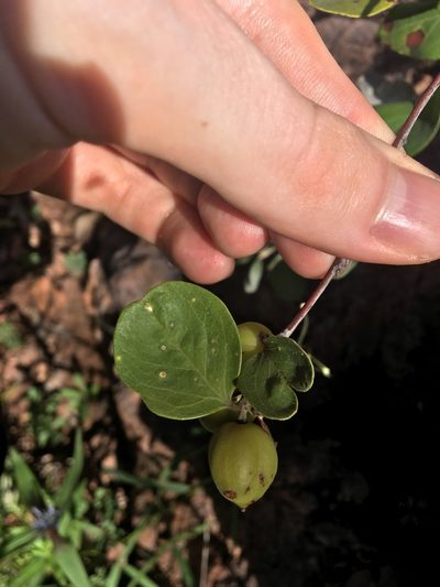 Petalostigma quadriloculare, photographed by Thomas Mesaglio