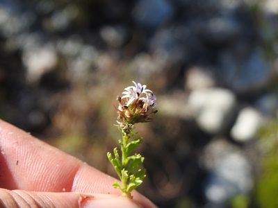 Lobelia jasionoides, photographed by Matthew Fainman