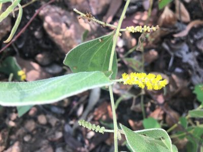 Acacia humifusa, photographed by Thomas Mesaglio