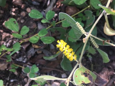 Acacia humifusa, photographed by Thomas Mesaglio