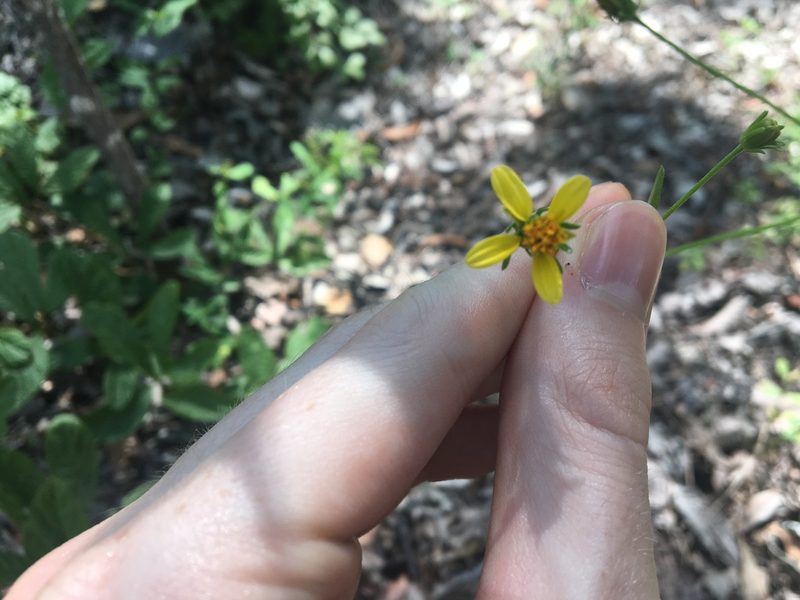 Bidens biternata, photographed by Thomas Mesaglio