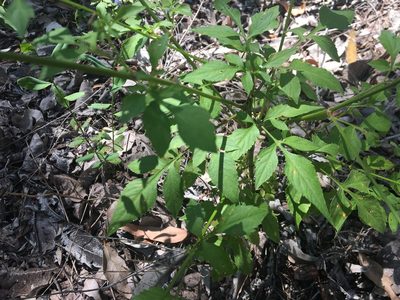 Bidens biternata, photographed by Thomas Mesaglio