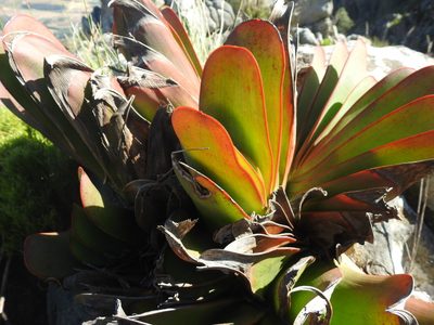 Kumara haemanthifolia, photographed by Matthew Fainman