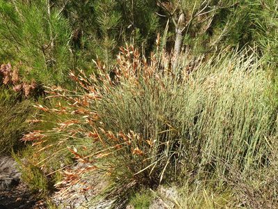 Elegia neesii, photographed by Matthew Fainman