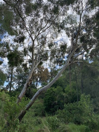 Eucalyptus elata, photographed by Guy Taseski