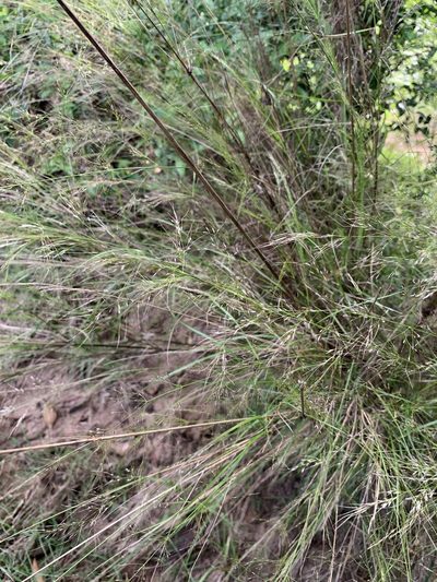 Austrostipa ramosissima, photographed by Guy Taseski