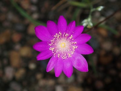 Calandrinia uniflora, photographed by Thomas Mesaglio