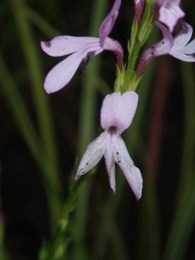 Striga curviflora, photographed by Thomas Mesaglio