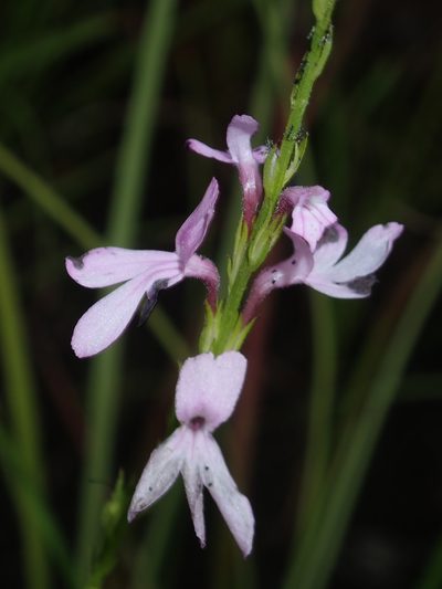 Striga curviflora, photographed by Thomas Mesaglio