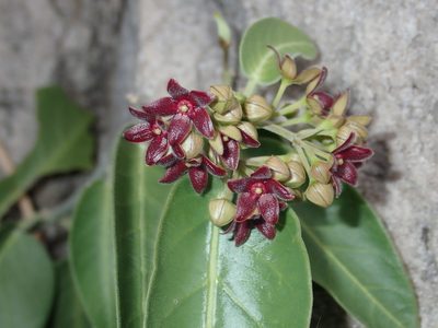 Vincetoxicum polyanthum, photographed by Thomas Mesaglio