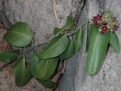 Vincetoxicum polyanthum, photographed by Thomas Mesaglio