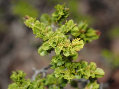 Verticordia decussata, photographed by Thomas Mesaglio
