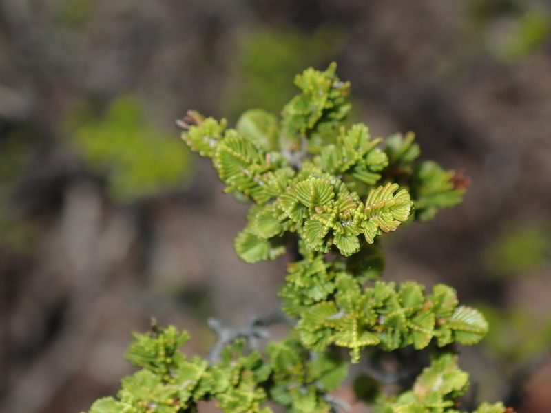 Verticordia decussata, photographed by Thomas Mesaglio