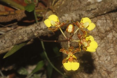 Trichocentrum ascendens, photographed by Juan Cruzado Cortés