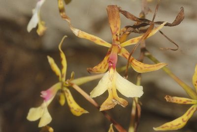Epidendrum stamfordianum, photographed by Juan Cruzado Cortés