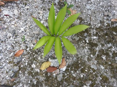 Zamia prasina, photographed by Juan Cruzado Cortés