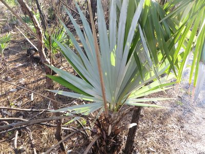 Leucothrinax morrisii, photographed by Ben Machado