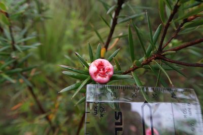 Cyathodes glauca, photographed by Cowirrie