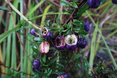 Billardiera macrantha, photographed by Cowirrie